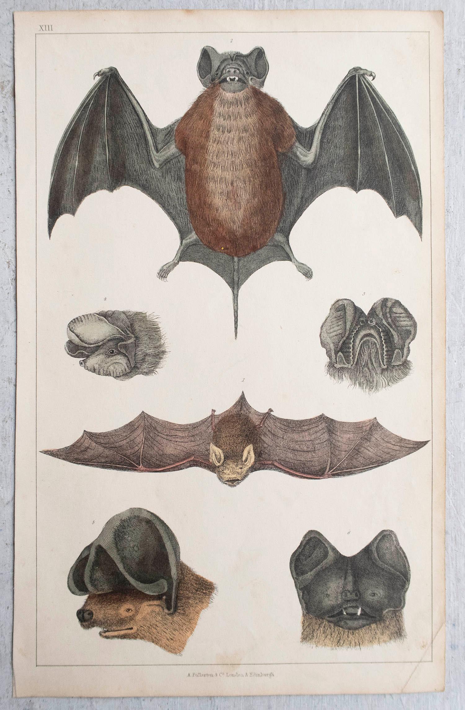 Original Antiker Originaldruck einer Fledermaus, 1847, ungerahmt (Volkskunst) im Angebot