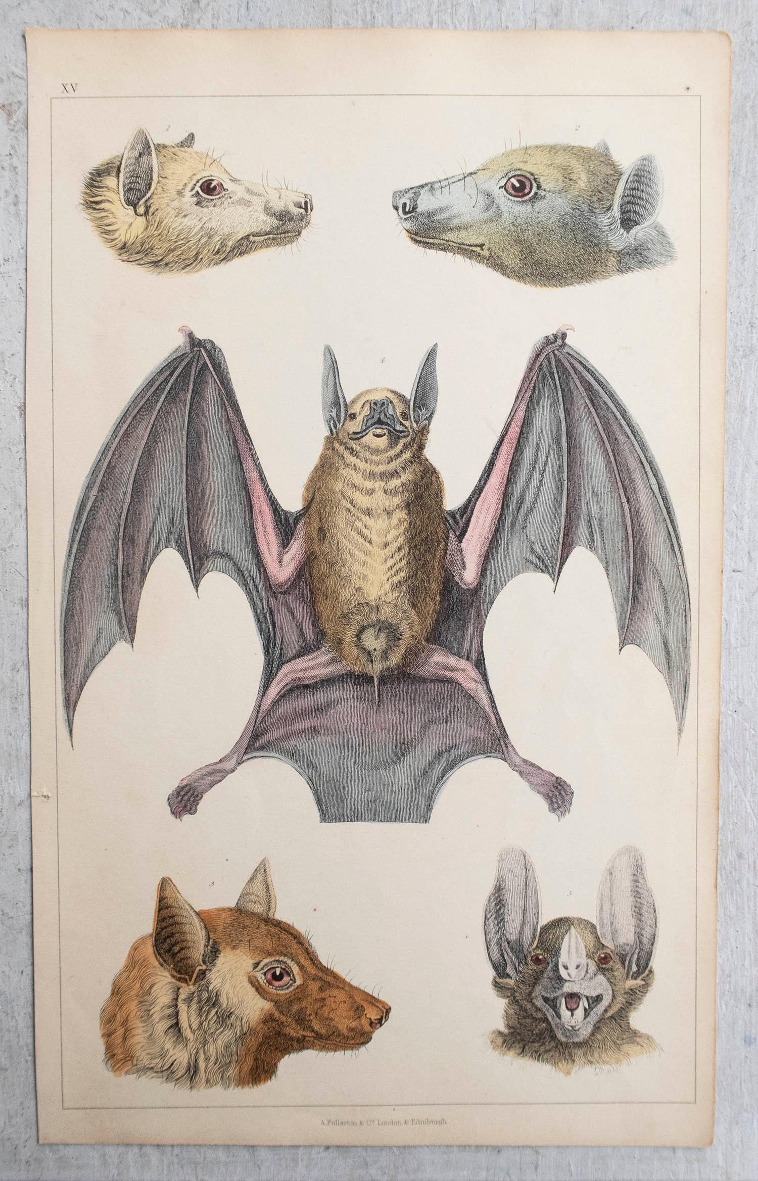 Folk Art Original Antique Print of a Bat, 1847 'Unframed'