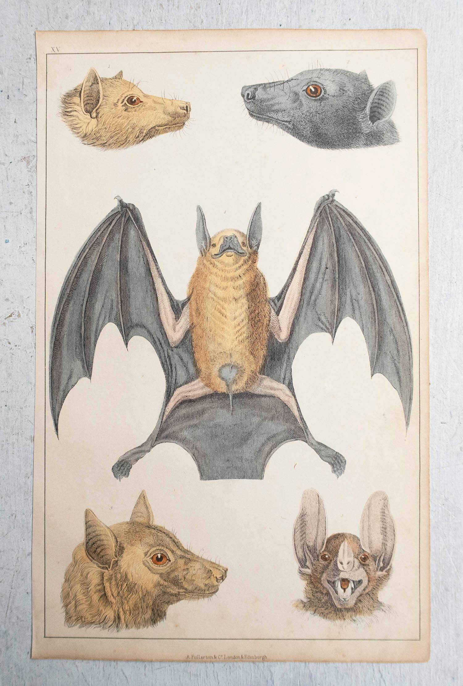 Folk Art Original Antique Print of a Bat, 1847 'Unframed'