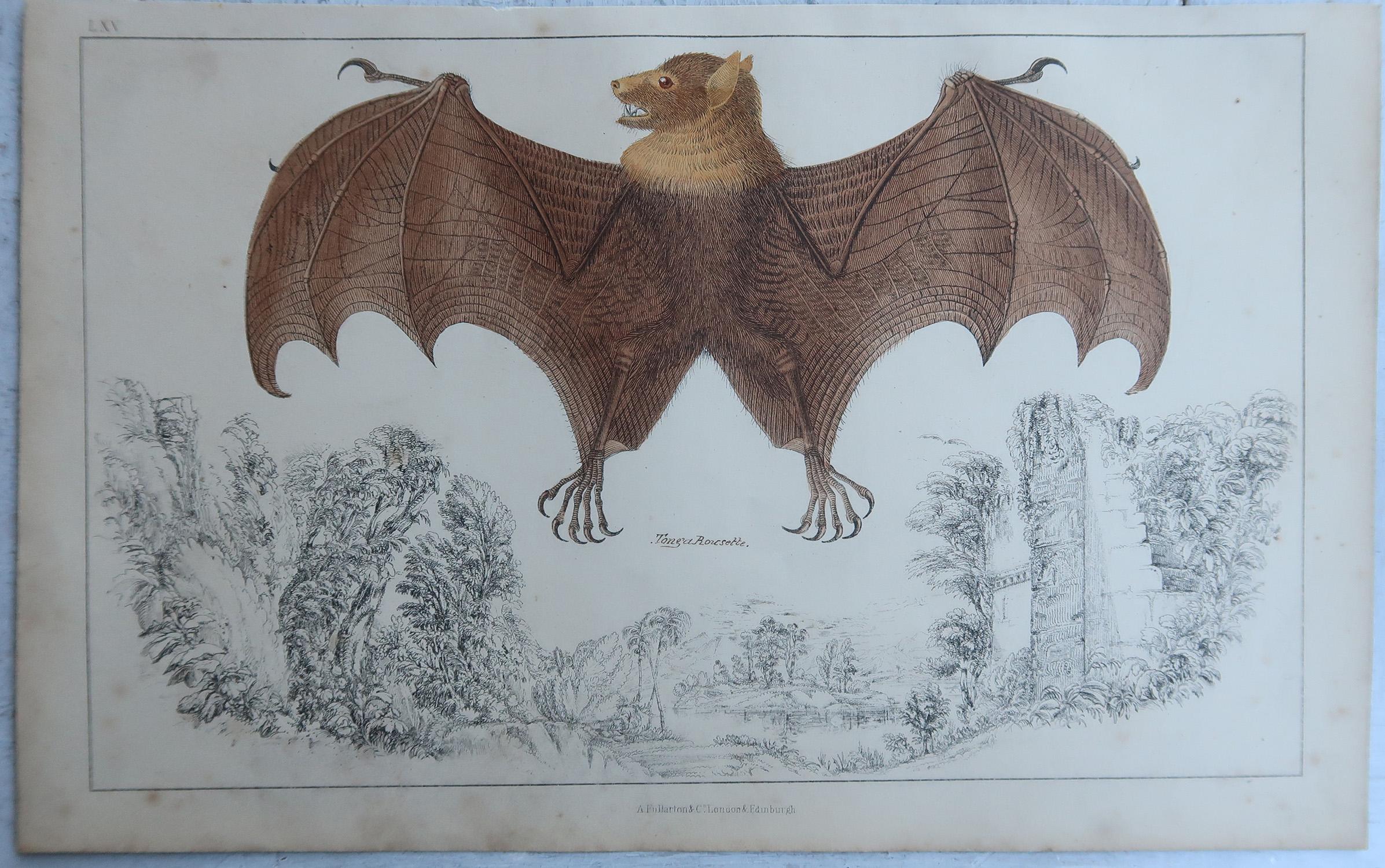 Original Antiker Druck einer Fledermaus, 1847, ungerahmt (Volkskunst) im Angebot
