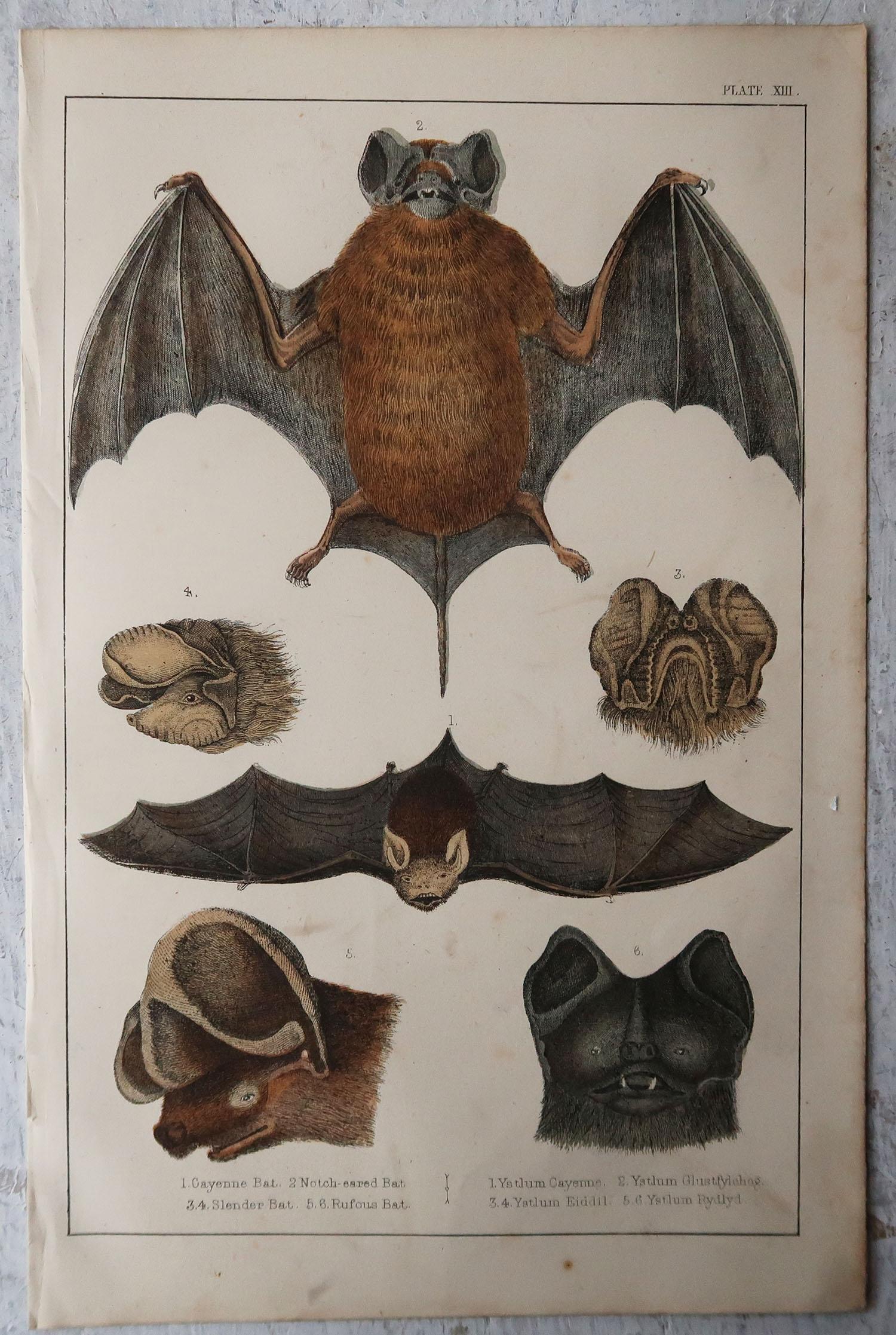 English Original Antique Print of a Bat, 1847 'Unframed'