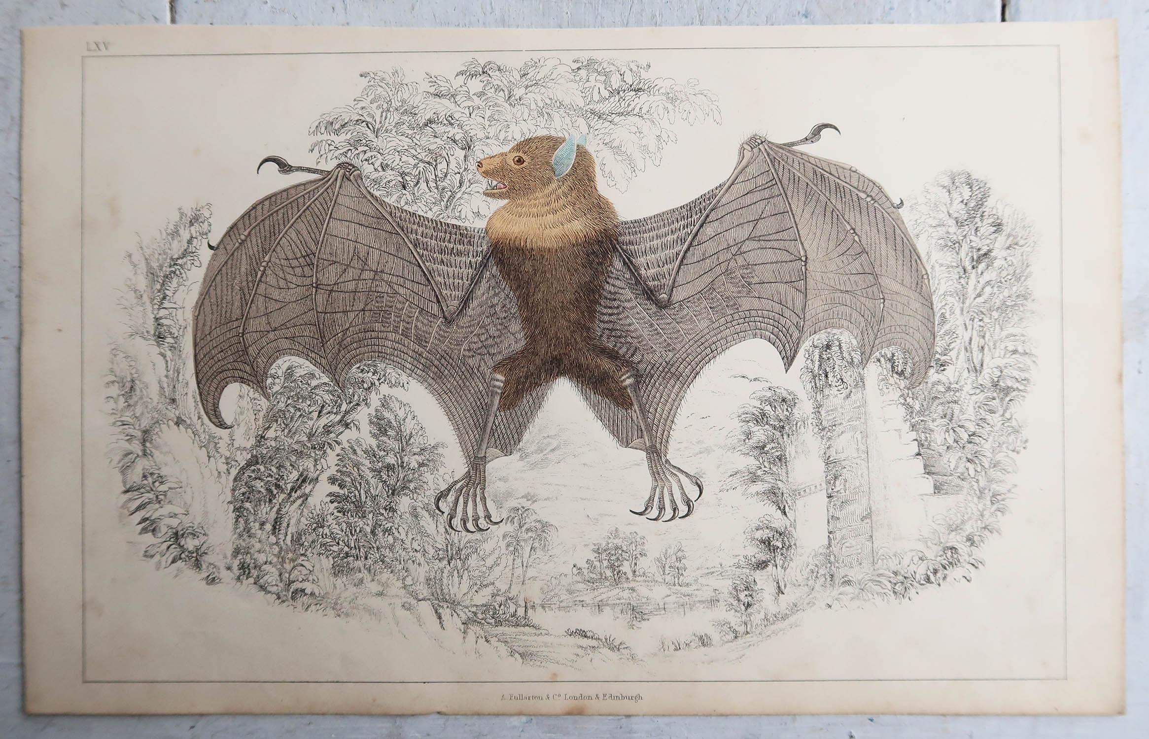 English Original Antique Print of a Bat, 1847 'Unframed'