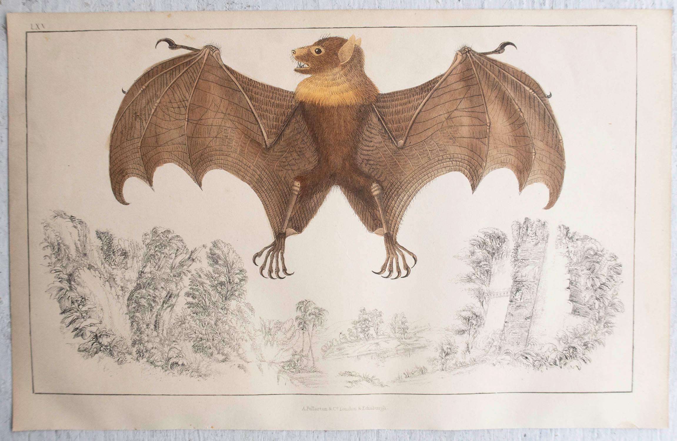 English Original Antique Print of a Bat, 1847 'Unframed' For Sale