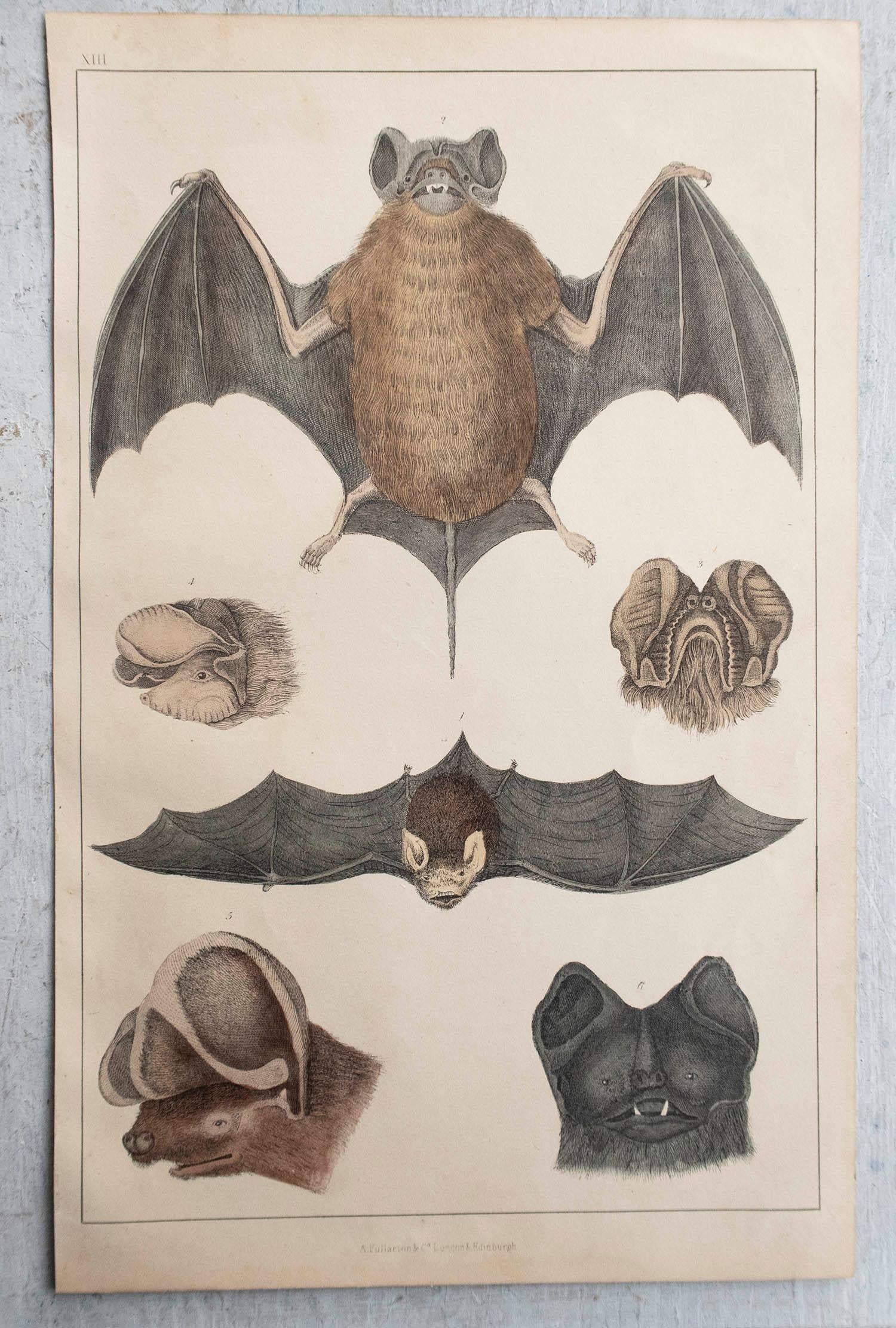 Original Antiker Originaldruck einer Fledermaus, 1847, ungerahmt (Englisch)