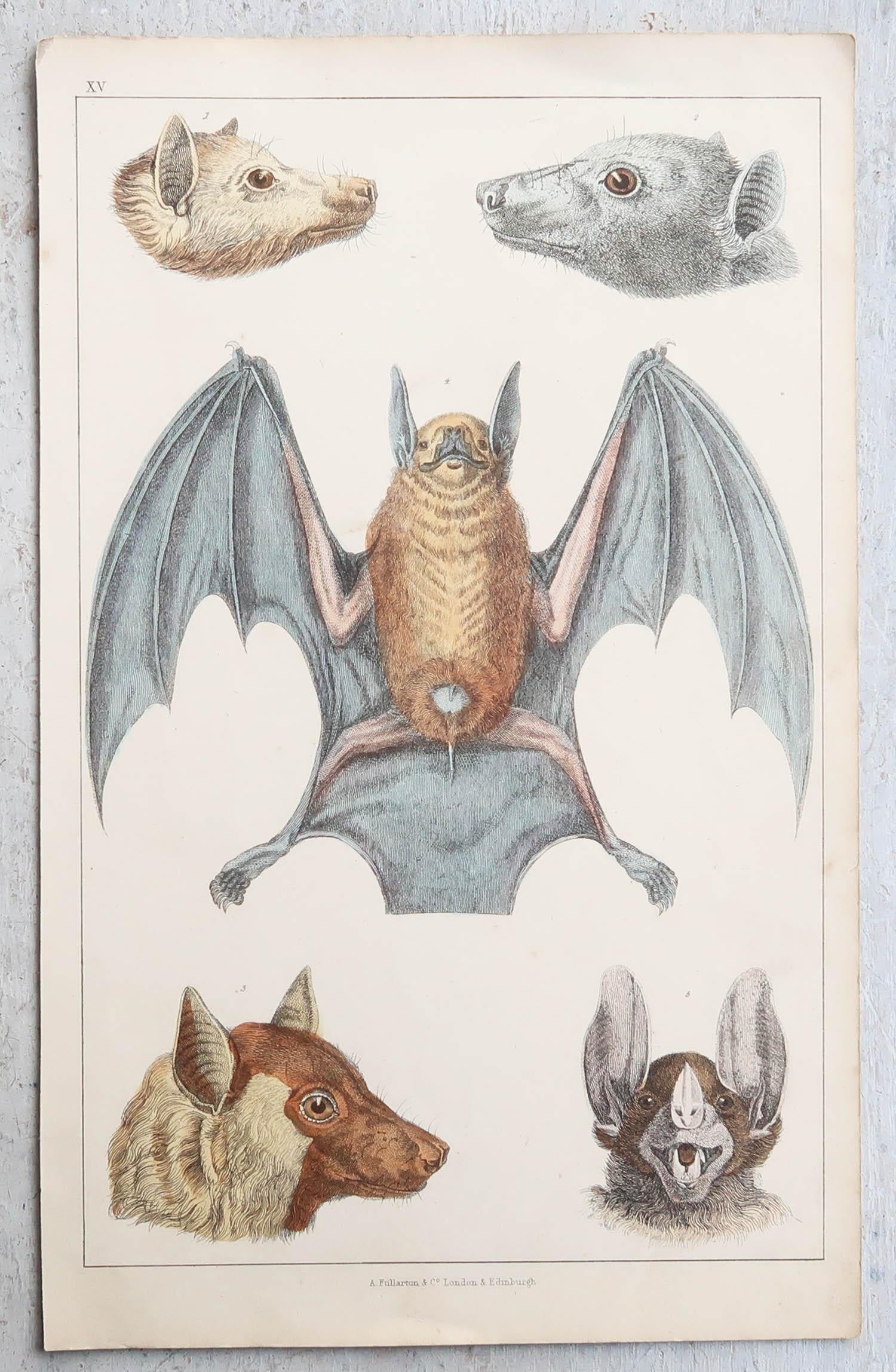 Anglais Impression originale ancienne d'une batte, 1847, non encadrée en vente