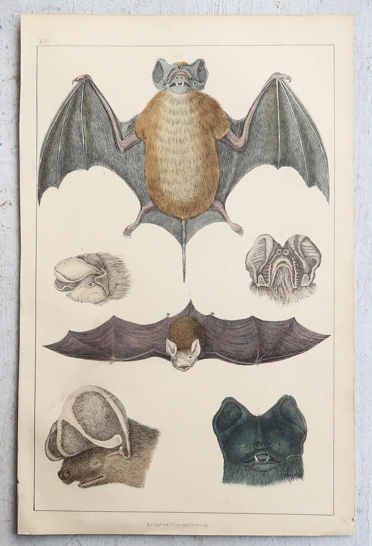 Original Antiker Originaldruck einer Fledermaus, 1847, ungerahmt (Englisch) im Angebot