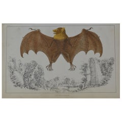 Original Antique Print of a Bat, 1847 
Unframed
