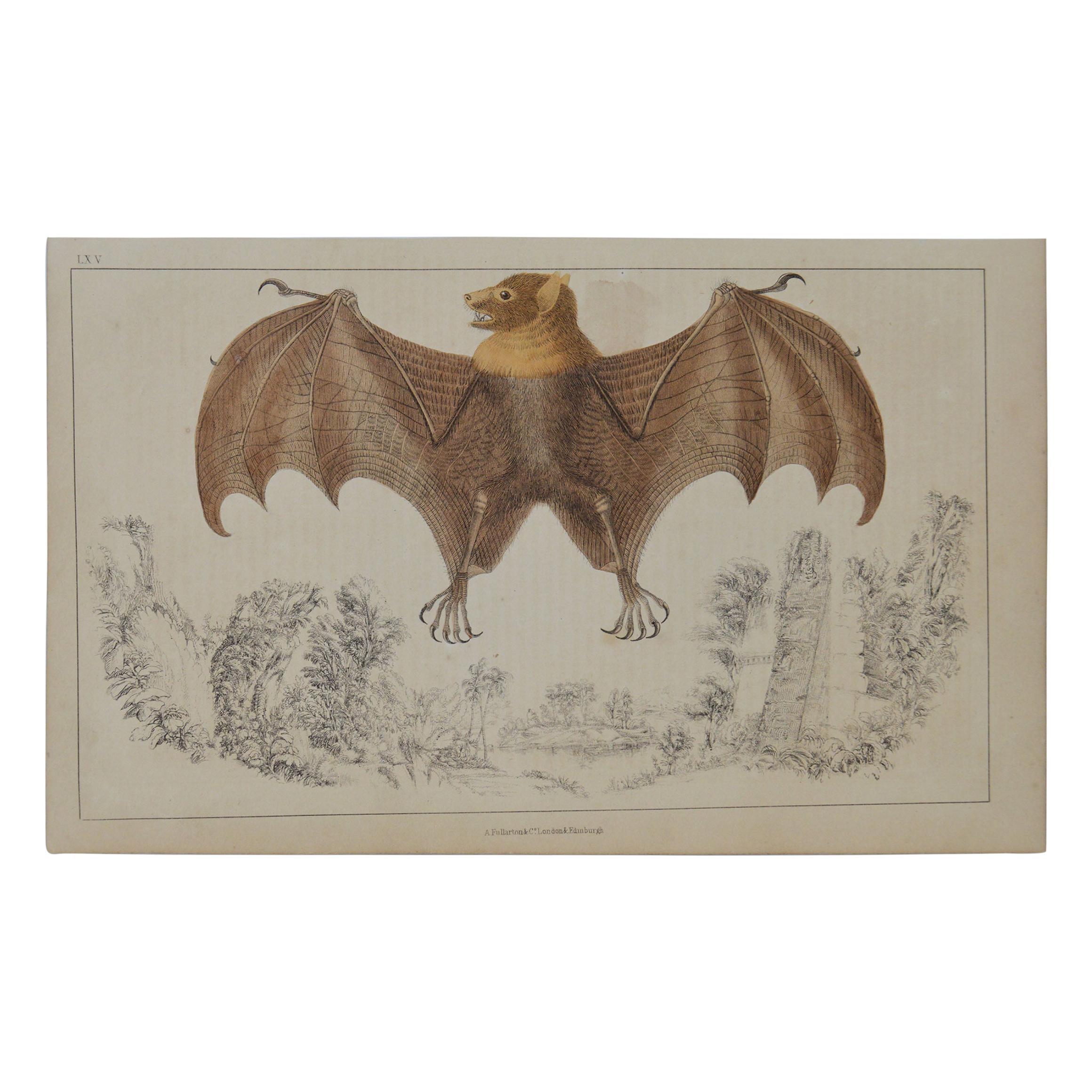 Original Antique Print of a Bat, 1847 'Unframed'