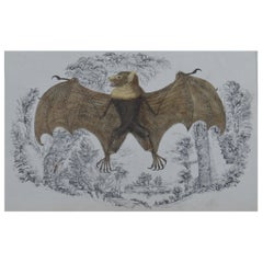 Original Antique Print of a Bat, 1847 'Unframed'