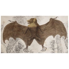 Original Antique Print of a Bat, 1847 'Unframed'