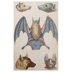 Original Antique Print of a Bat, 1847 'Unframed'