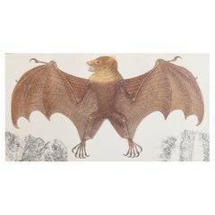 Original Antique Print of a Bat, 1847 'Unframed'