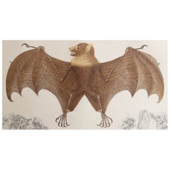 Original Antique Print of a Bat, 1847 'Unframed'