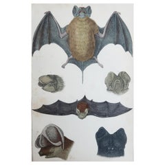 Original Antique Print of A Bat, 1847 'Unframed'