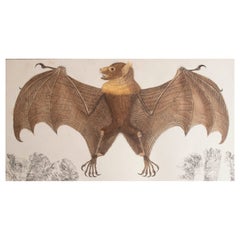 Original Antique Print of a Bat, 1847 
Unframed
