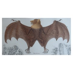 Original Antique Print of a Bat, 1847 'Unframed'