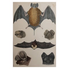 Original Antique Print of A Bat, 1847 'Unframed'