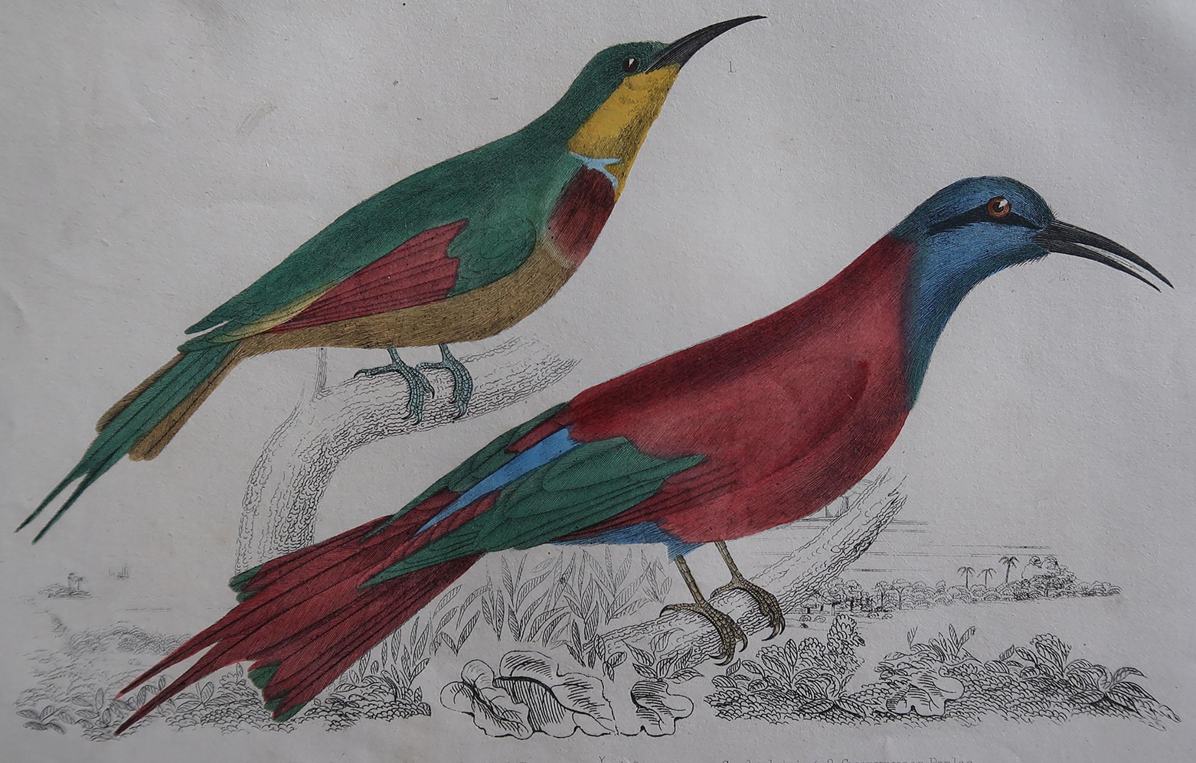 Great image of a bee-eater

Unframed. It gives you the option of perhaps making a set up using your own choice of frames.

Lithograph after Cpt. brown with original hand color.

Published, 1847.

Free shipping.




  