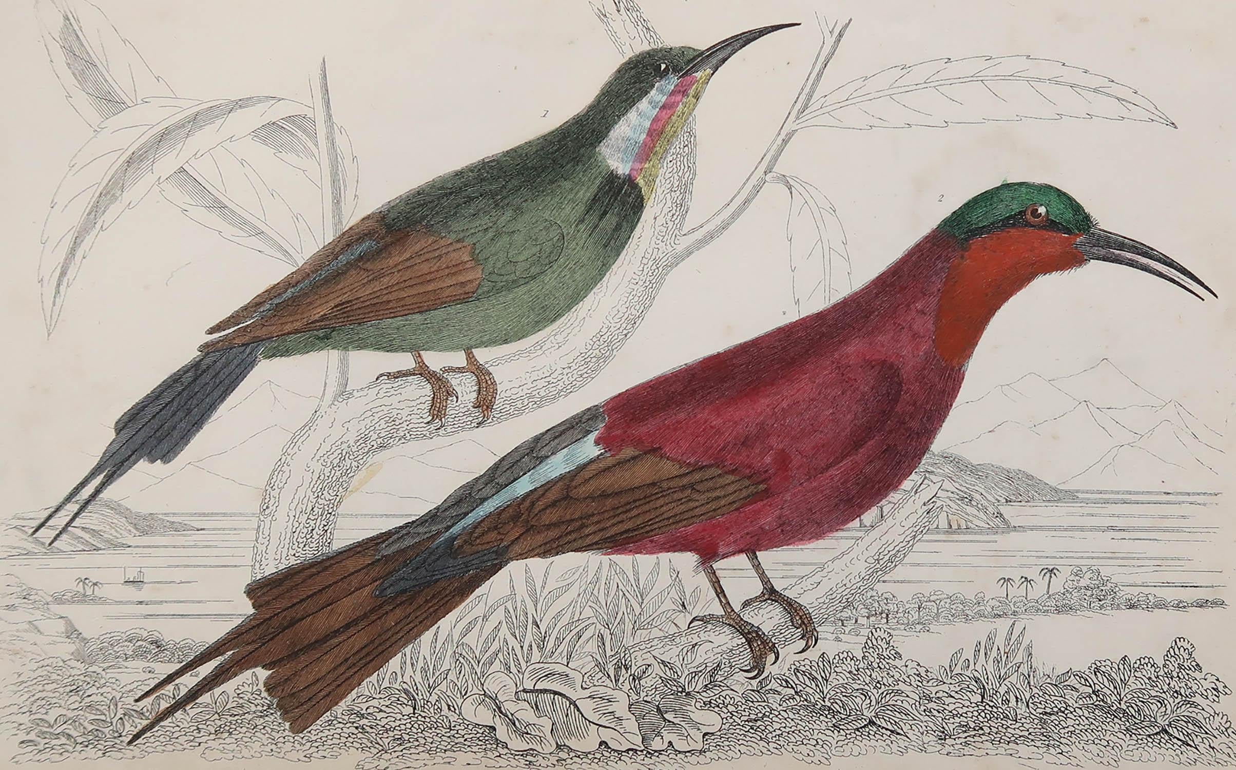Great image of a bee-eater

Unframed. It gives you the option of perhaps making a set up using your own choice of frames.

Lithograph after Cpt. brown with original hand color.

Published, 1847.

Free shipping.




