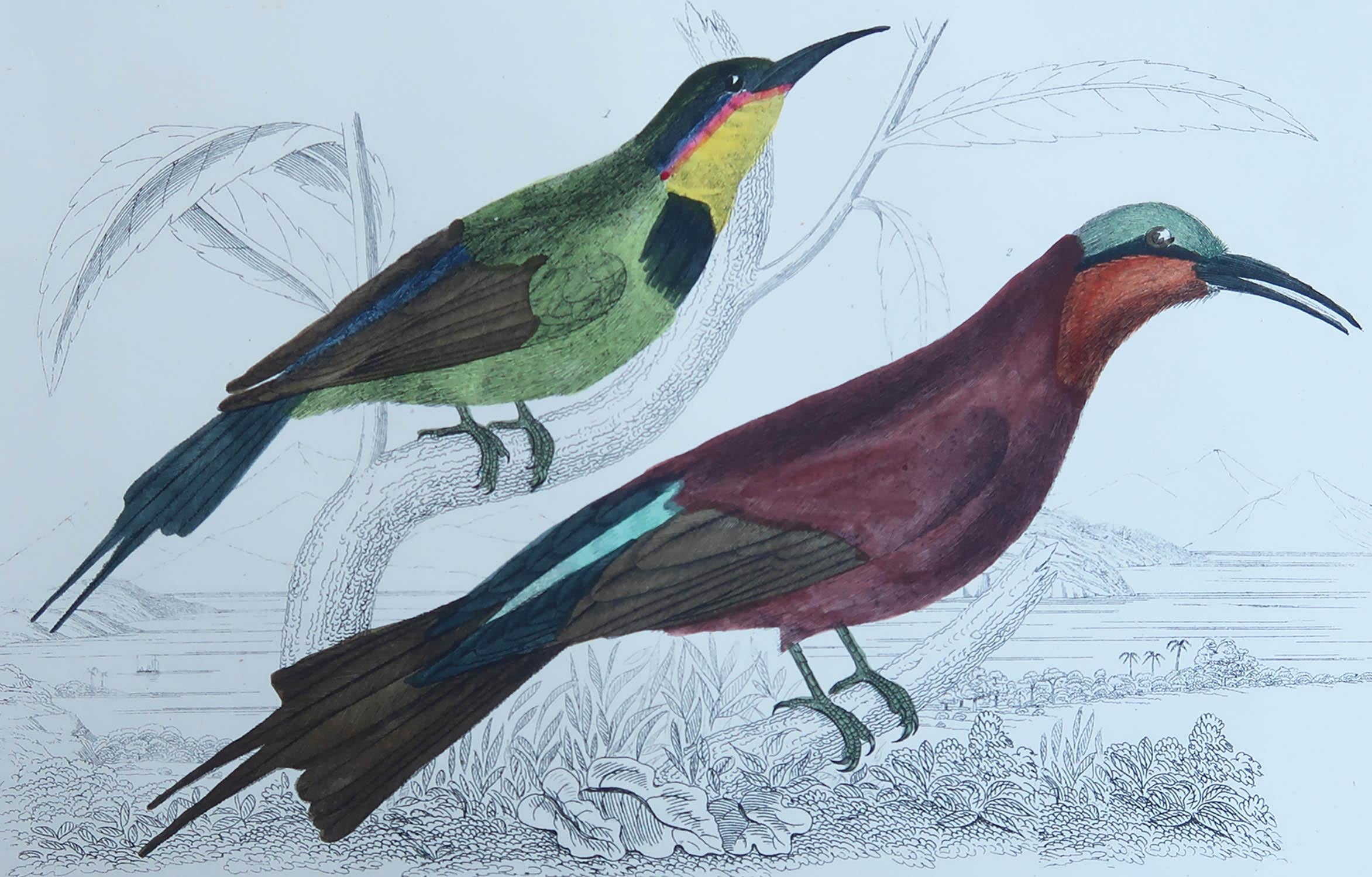 Belle image d'un guêpier

Non encadré. Il vous donne la possibilité de réaliser un montage en utilisant les cadres de votre choix.

Lithographie d'après le Cpt. Brown avec couleur originale à la main.

Publié en 1847.

Livraison gratuite.




