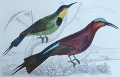 Original Antique Print of a Bee-Eater, 1847 'Unframed'