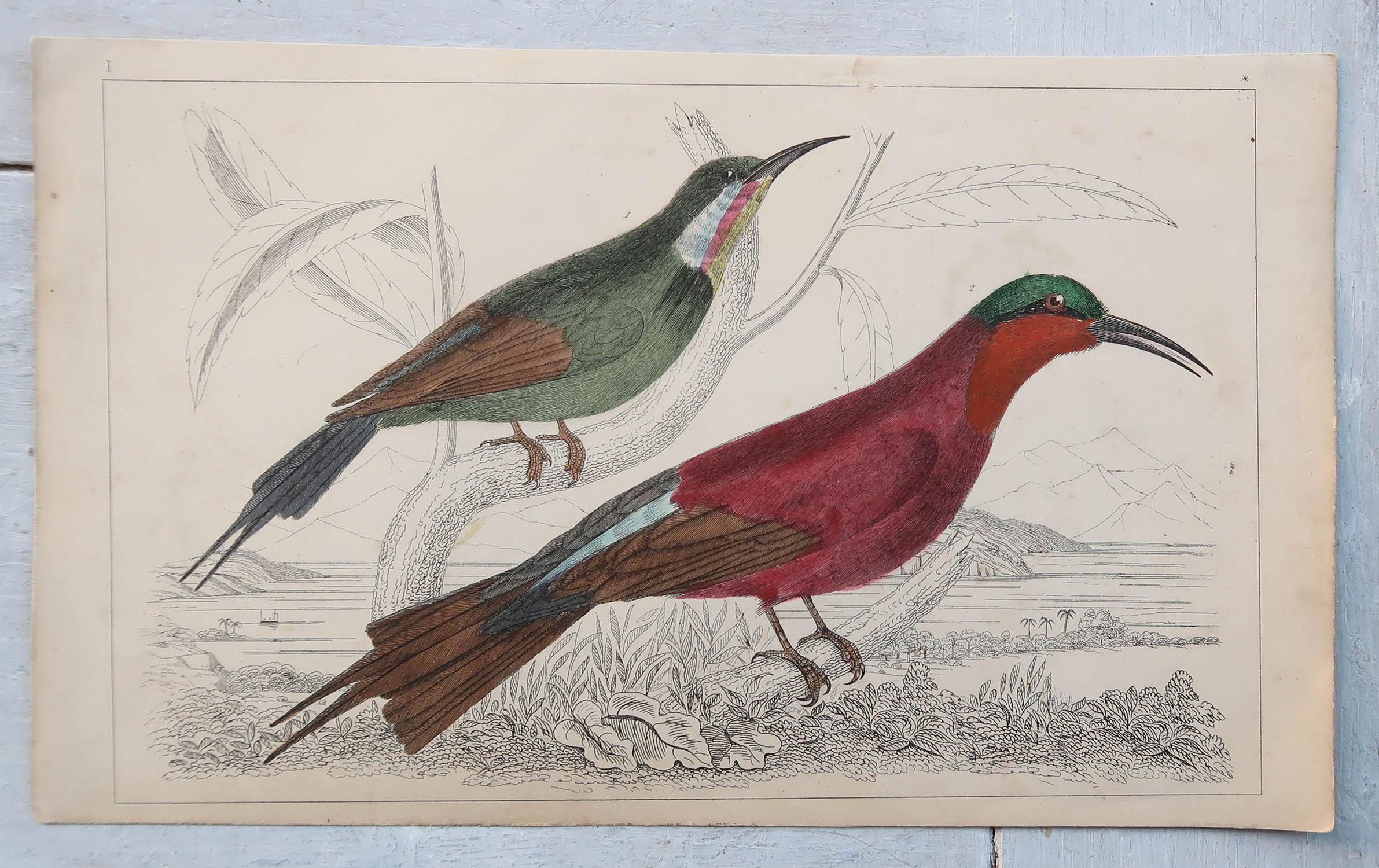 English Original Antique Print of a Bee-Eater, 1847 'Unframed' For Sale