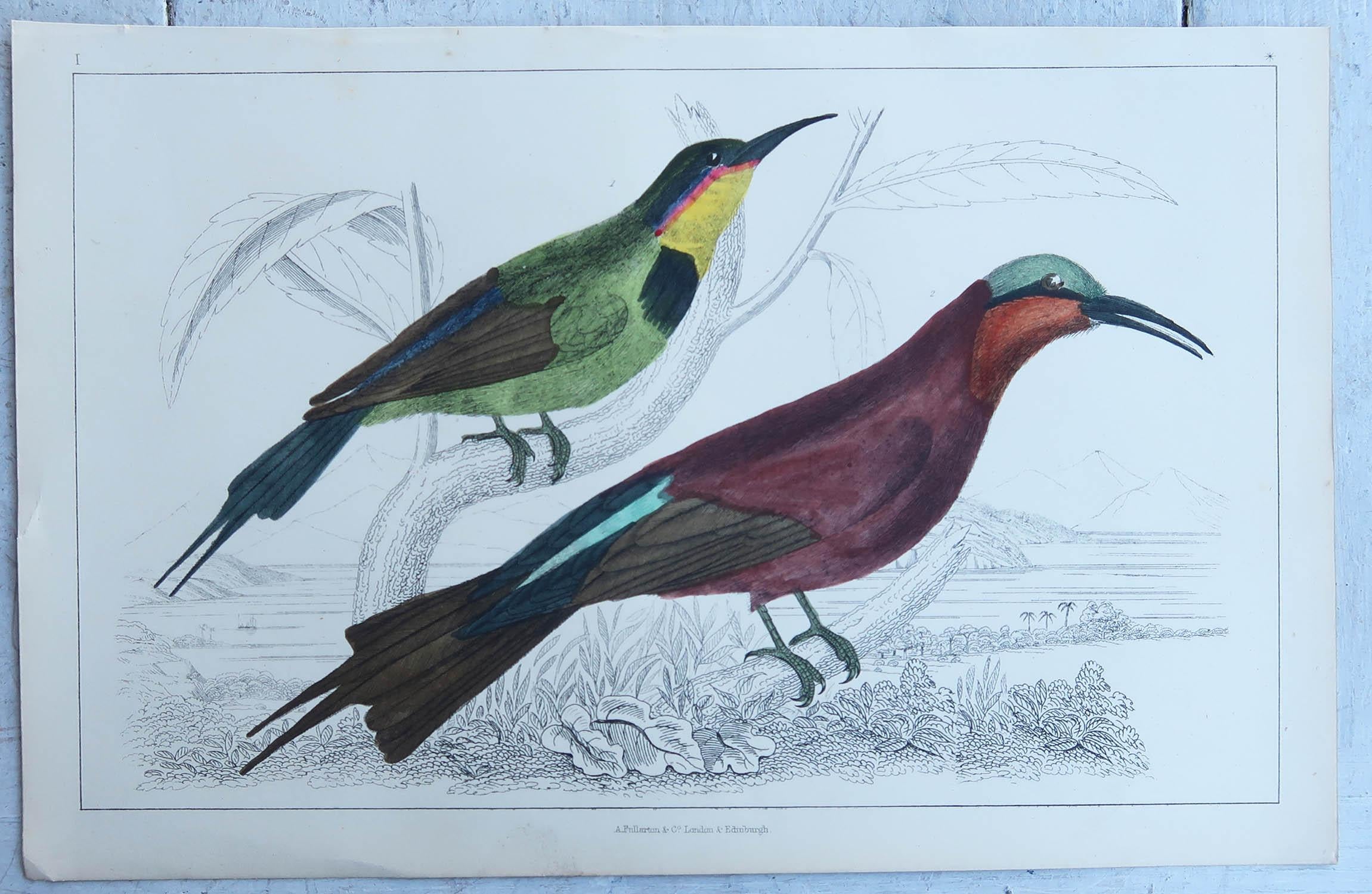 Anglais Impression ancienne d'origine d'un mangeur d'abeilles, 1847, non encadrée en vente