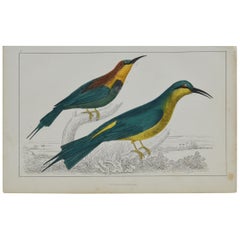 Original Antique Print of a Bee-Eater, 1847 'Unframed'