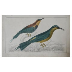 Original Antique Print of a Bee-Eater, 1847 'Unframed'