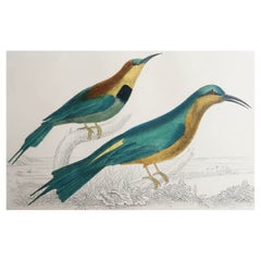 Original Antique Print of a Bee-Eater, 1847 'Unframed'