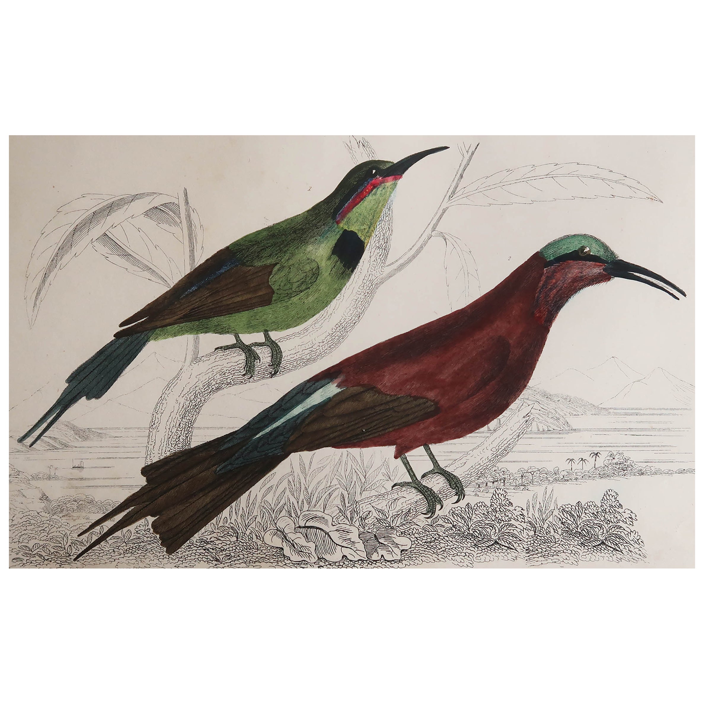 Original Antique Print of a Bee-Eater, 1847 
Unframed
