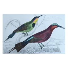 Original Antique Print of a Bee-Eater, 1847 'Unframed'