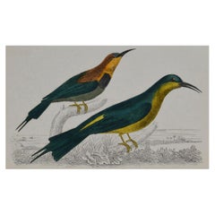Original Antique Print of a Bee-Eater, 1847 'Unframed'