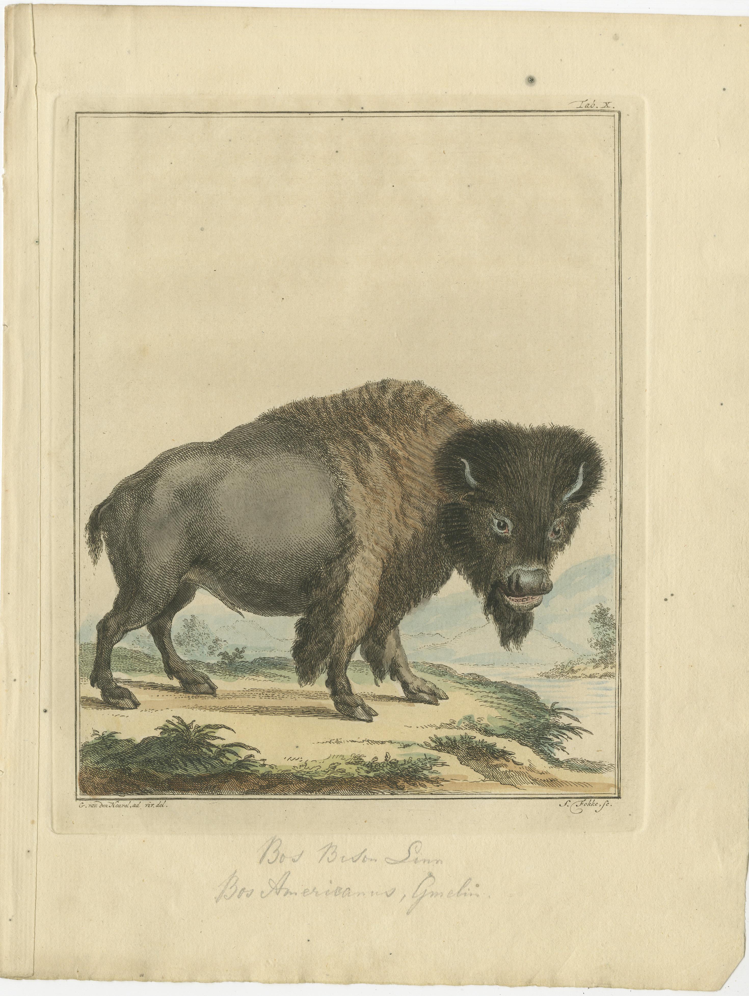 Original antique print of a bison. This print originates from 'Boeken op Google Play
Beschryving van den Amerikaanschen gebulten stier, genaamd bison (..)'by A. Vosmaer. Published by Pieter Meijer, 1772. 

Includes seperate text pages.