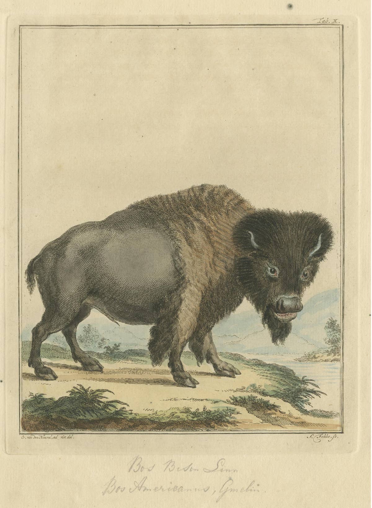 Original Antique Print of a Bison