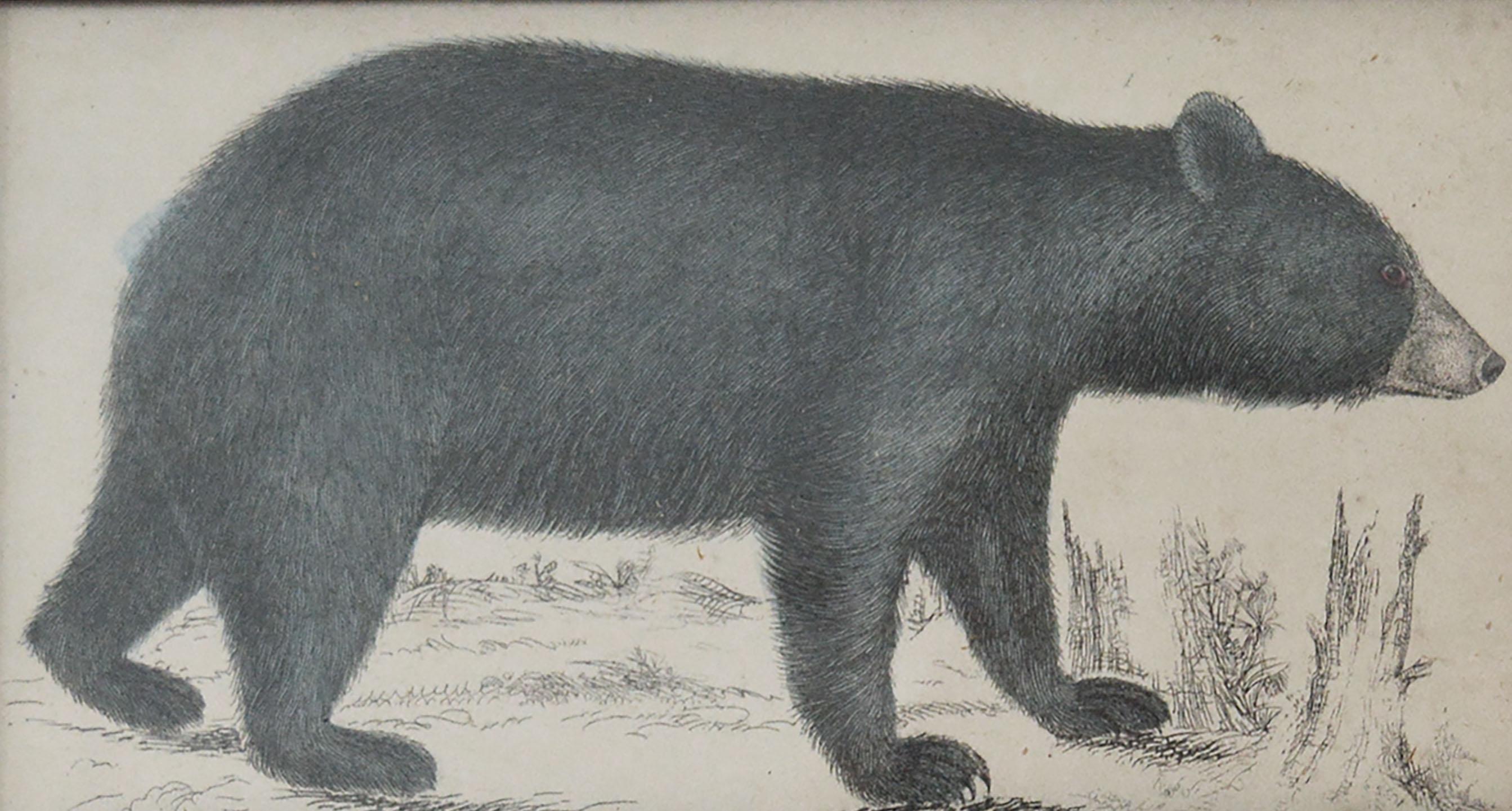 Folk Art Original Antique Print of a Black Bear, 1847