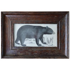 Original Antique Print of a Black Bear, 1847