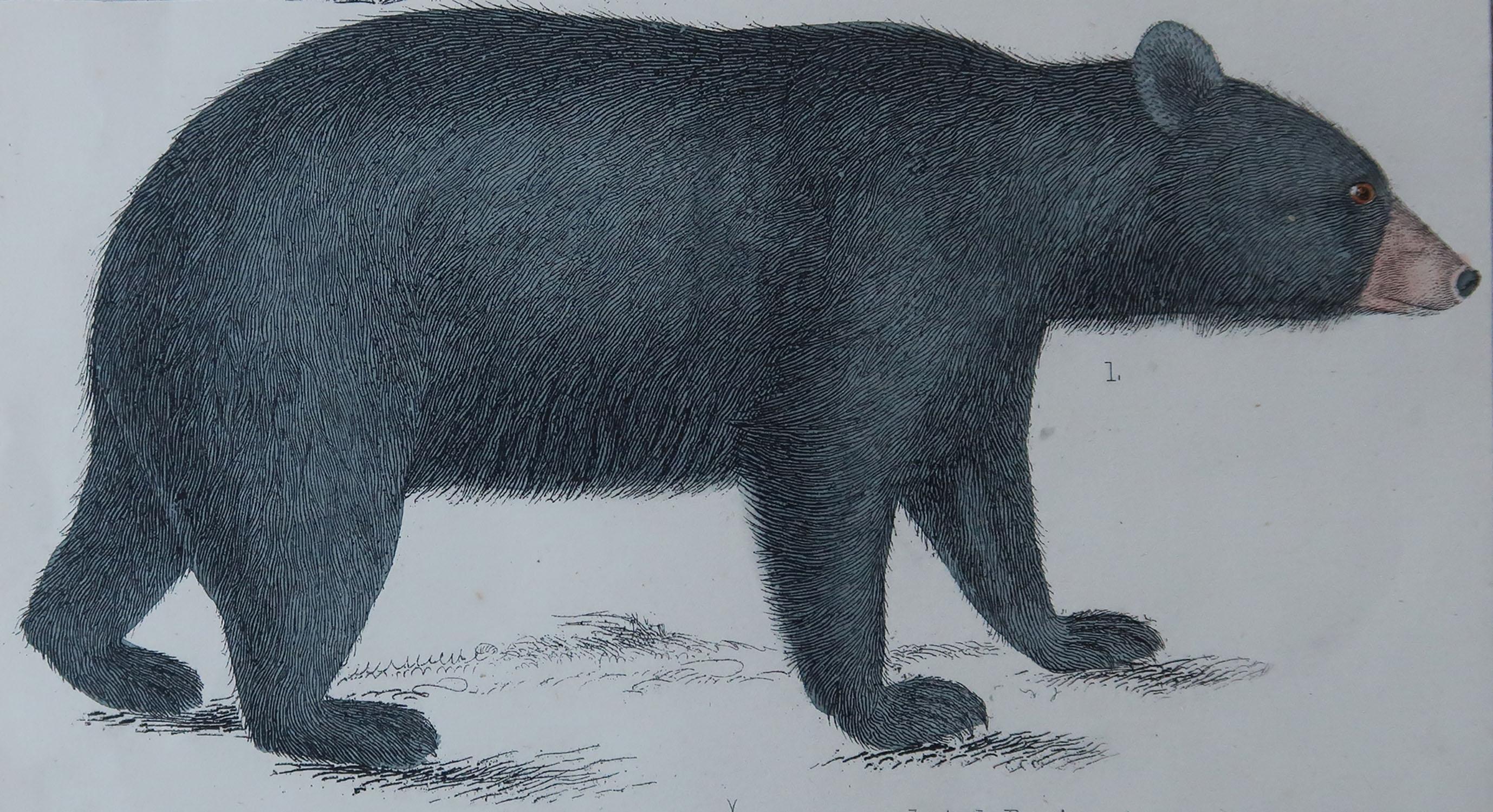 Great image of a black bear

Unframed. It gives you the option of perhaps making a set up using your own choice of frames.

Lithograph after Captain Brown with original hand color.

Published 1847.

Free shipping.




