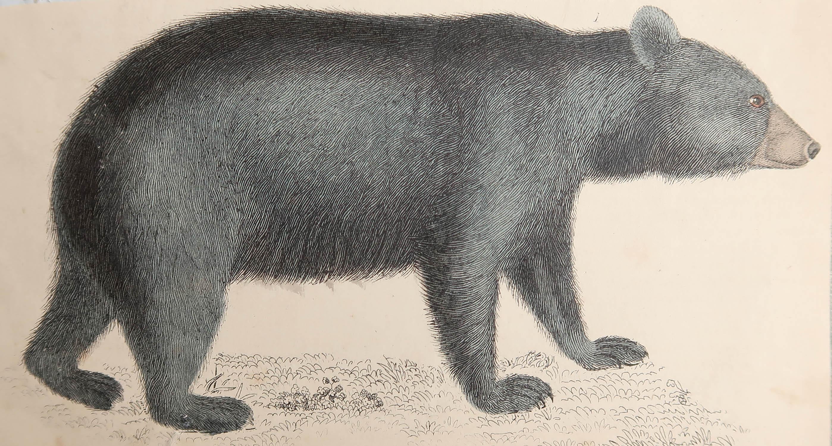 Great image of a black bear.

Unframed. It gives you the option of perhaps making a set up using your own choice of frames.

Lithograph after Captain Brown with original hand color.

Published 1847.

Free shipping.

Repair to a minor tear bottom