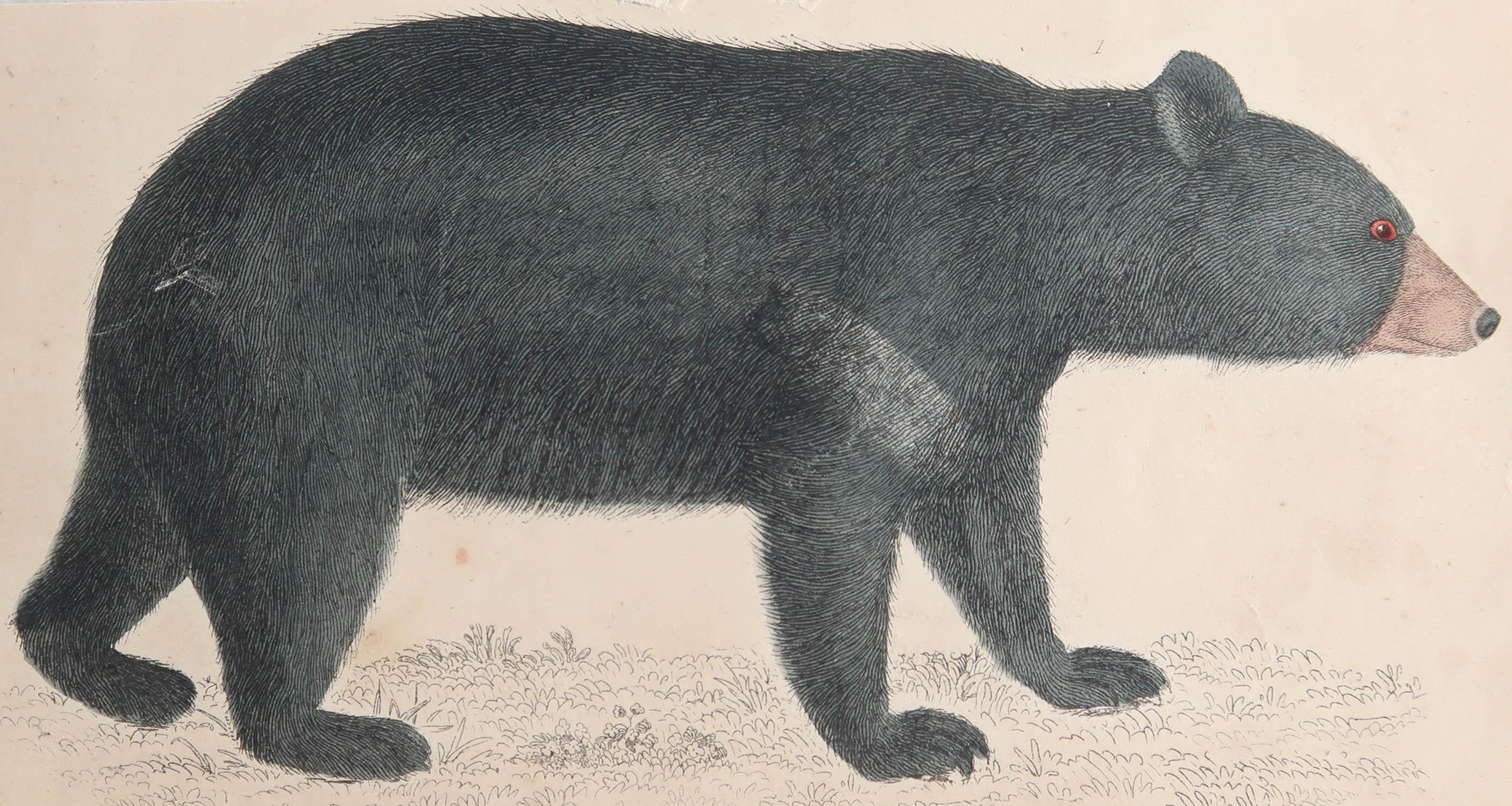 Great image of a black bear.

Unframed. It gives you the option of perhaps making a set up using your own choice of frames.

Lithograph after Captain Brown with original hand color.

Published 1847.

Free shipping.






