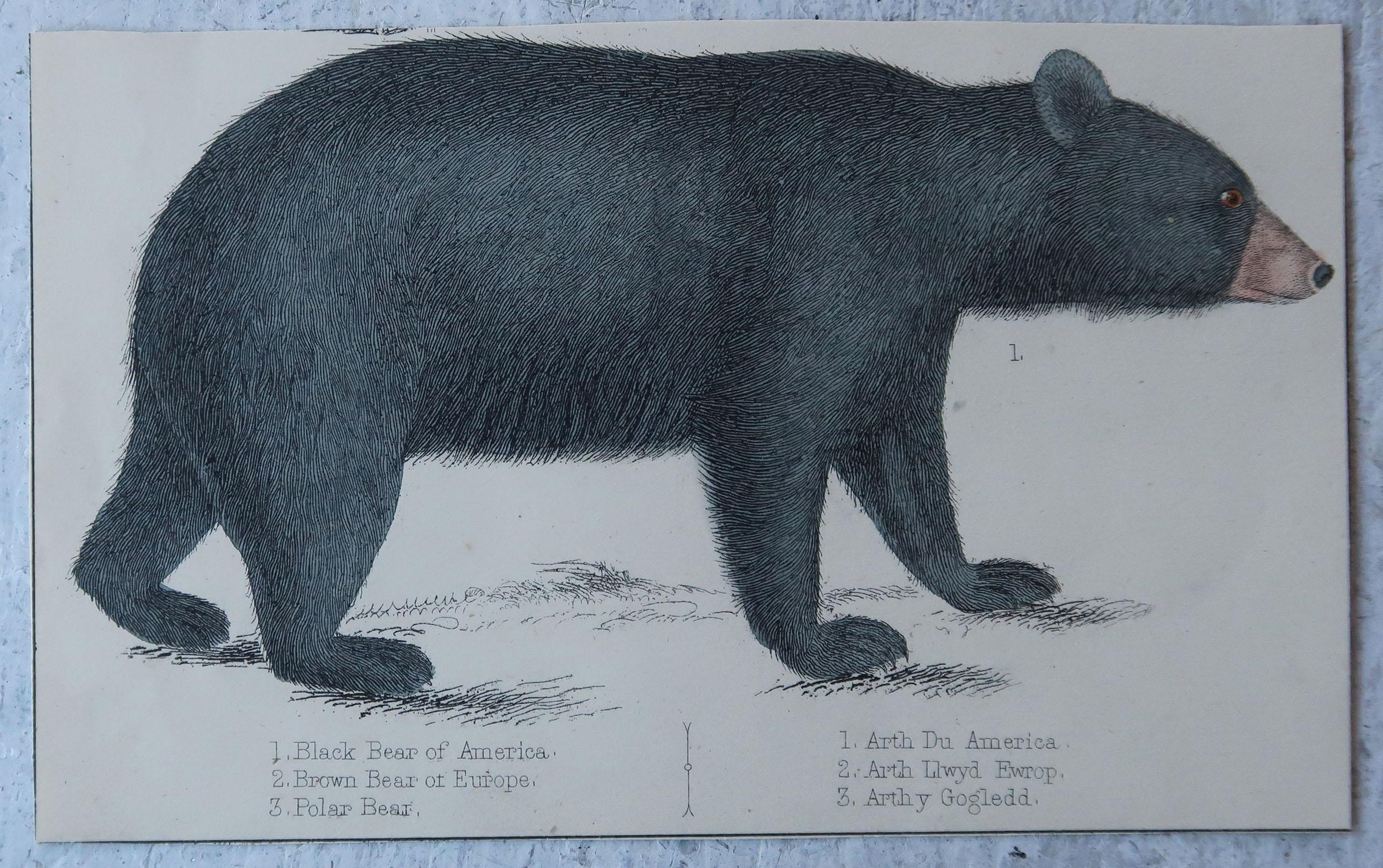 Folk Art Original Antique Print of a Black Bear, 1847 'Unframed'