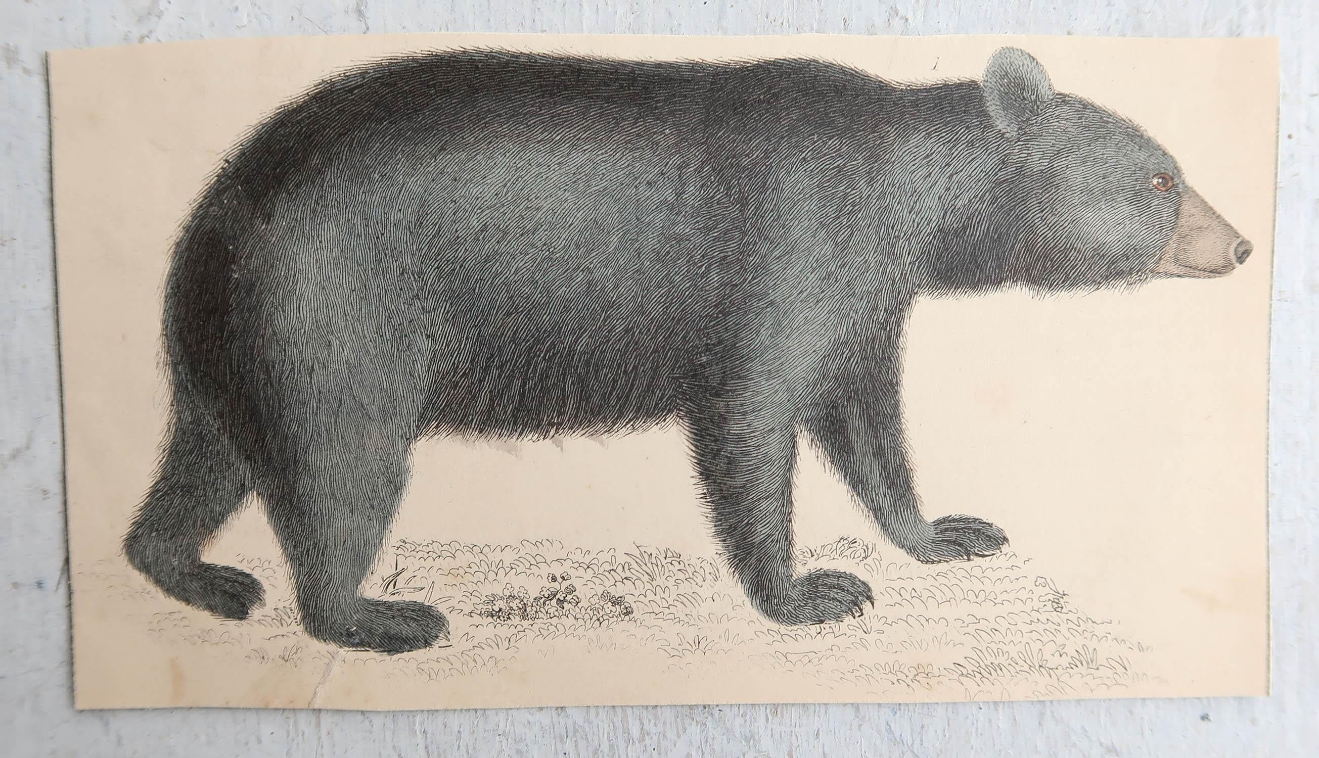English Original Antique Print of a Black Bear, 1847 'Unframed' For Sale