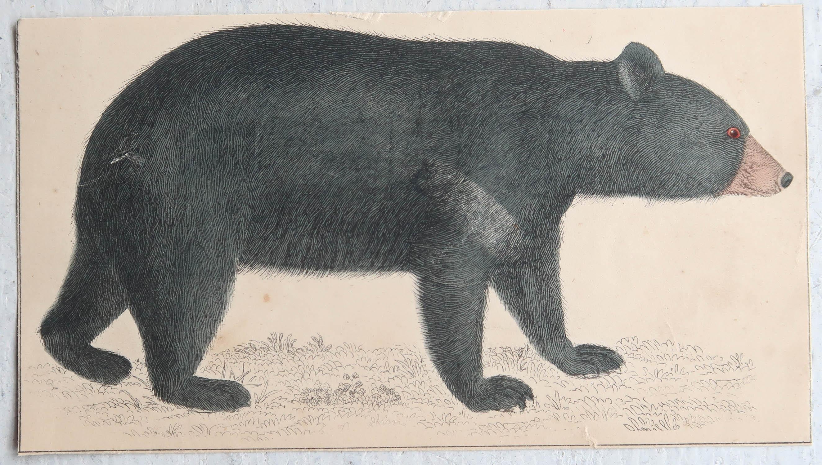 English Original Antique Print of a Black Bear, 1847 'Unframed'
