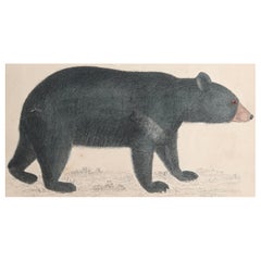 Original Antique Print of a Black Bear, 1847 'Unframed'
