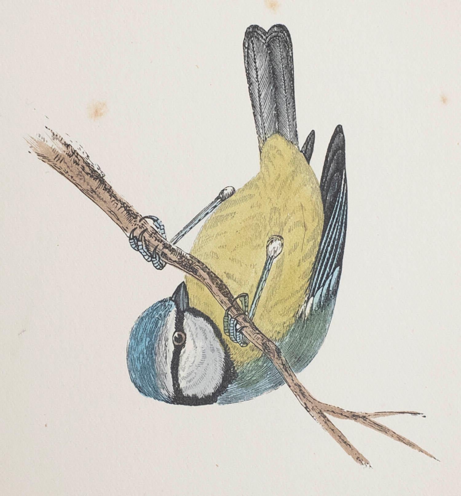 Ottima immagine di una cinciallegra

Senza cornice. In questo modo si ha la possibilità di creare un set di cornici a scelta.

Litografia di Alexander Francis Lydon.

Colore originale

Pubblicato, circa 1880

La misura è il formato della