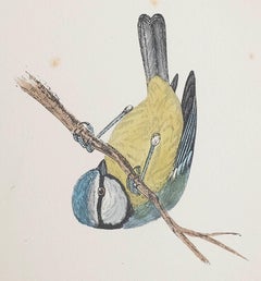 Antiker Originaldruck einer Blaumeise, um 1880, 'ungerahmt'.