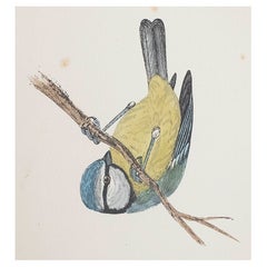 Original Antique Print of a Blue Tit, circa 1880, 'Unframed'