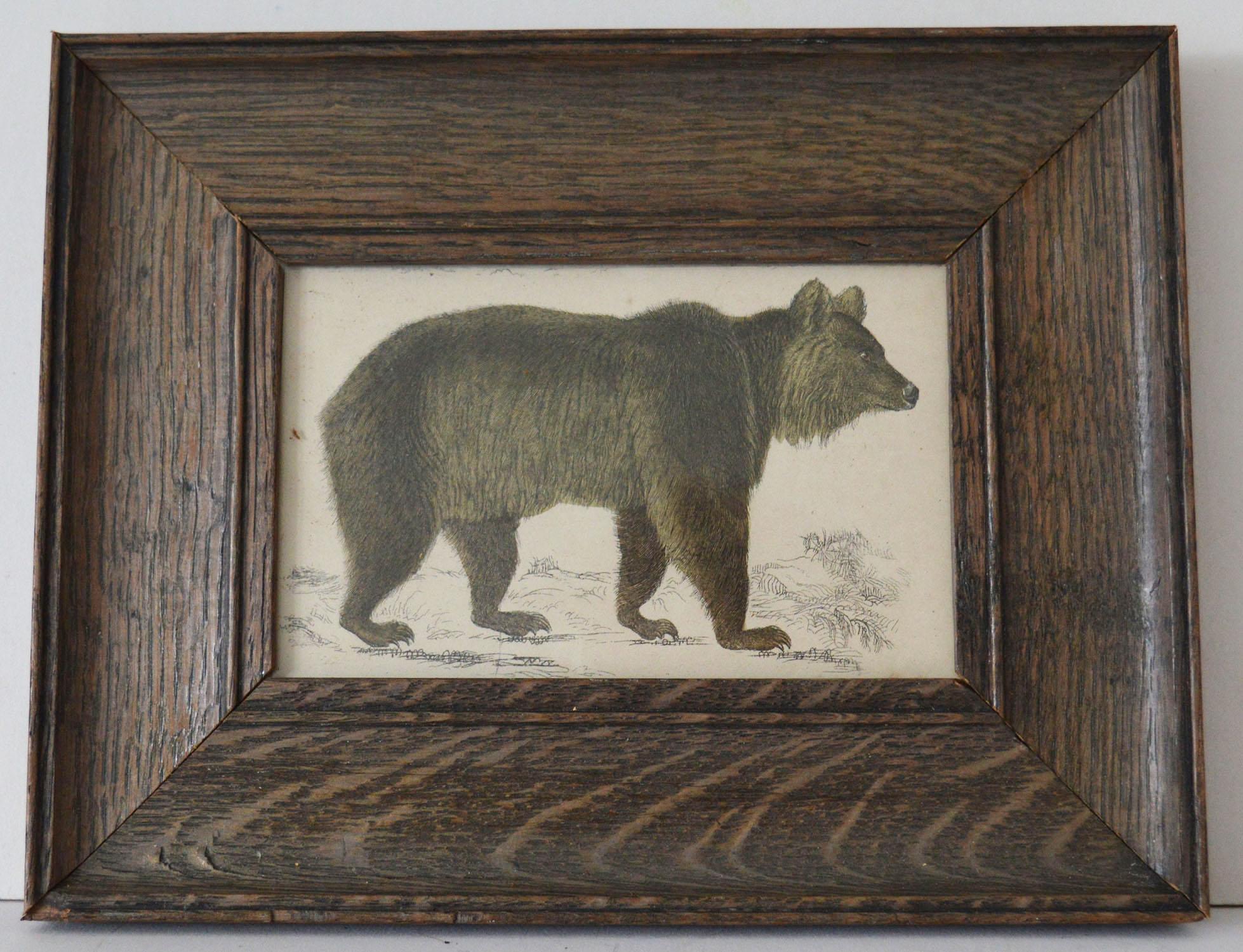 Great image of a brown bear presented in an antique oak frame.

Lithograph after Cpt. Brown with original hand color.

Published 1847.

The measurement below is the frame size


 

  