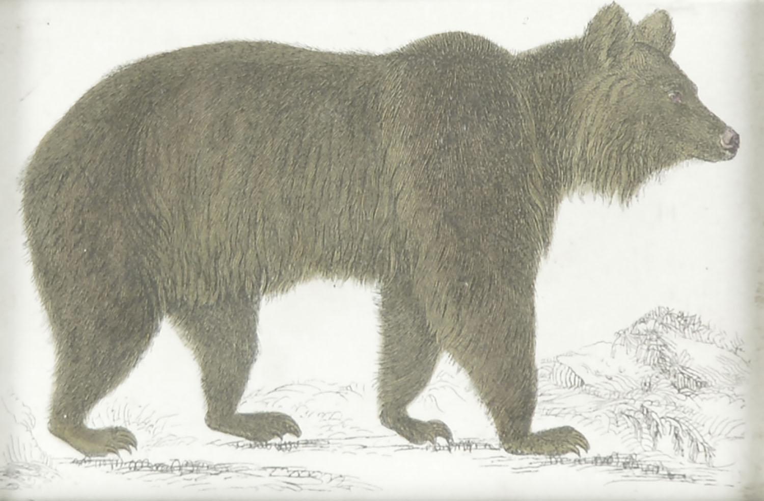 Folk Art Original Antique Print of a Brown Bear, 1847