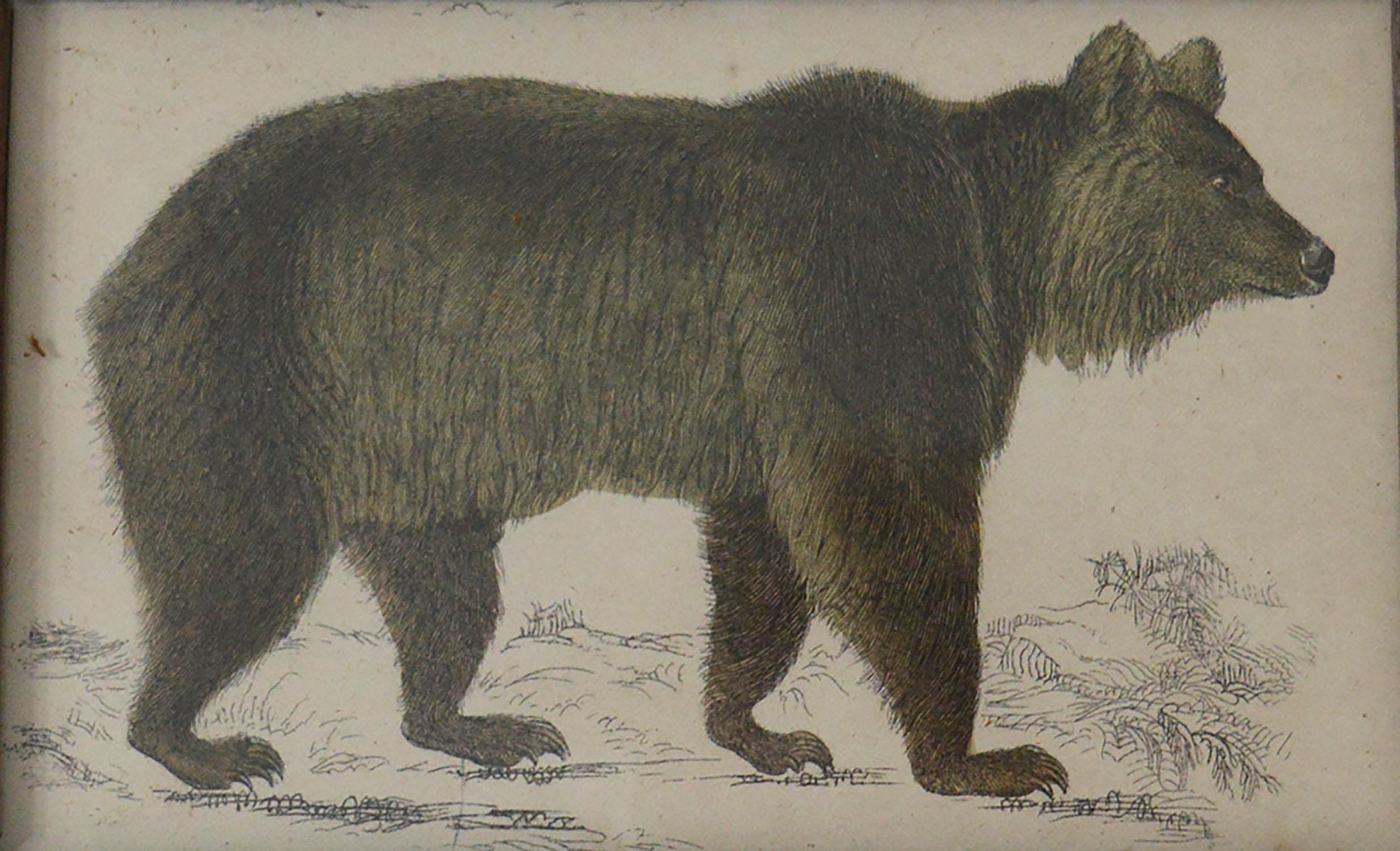 Folk Art Original Antique Print of a Brown Bear, 1847